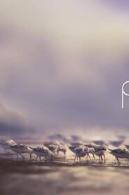 فيلم Piper 2016 مترجم كامل HD اونلاين