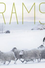 فيلم Rams 2015 مترجم كامل HD اونلاين