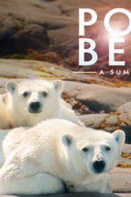 فيلم Polar Bears A Summer Odyssey 2012 مترجم كامل HD اونلاين