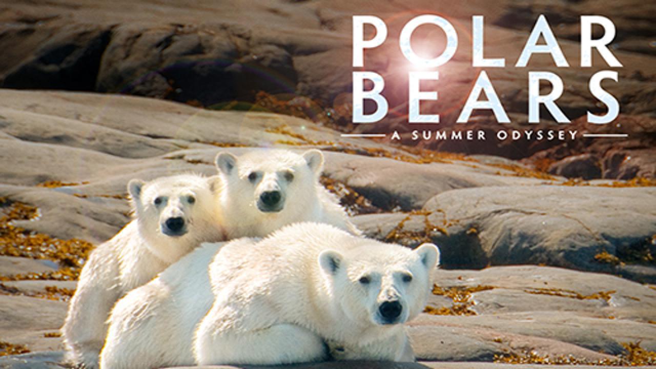 فيلم Polar Bears A Summer Odyssey 2012 مترجم كامل HD اونلاين