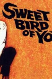 فيلم Sweet Bird Of Youth 1962 مترجم كامل HD اونلاين