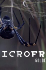 فيلم Spider House 2014 مترجم كامل HD اونلاين