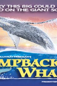 فيلم Humpback Whales 2015 مترجم كامل HD اونلاين