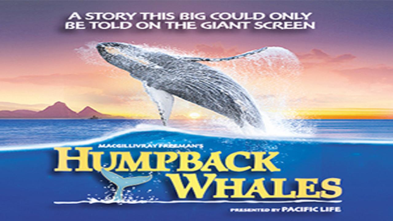 فيلم Humpback Whales 2015 مترجم كامل HD اونلاين