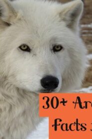 فيلم Arctic Wolf Pack 2018 مترجم كامل HD اونلاين