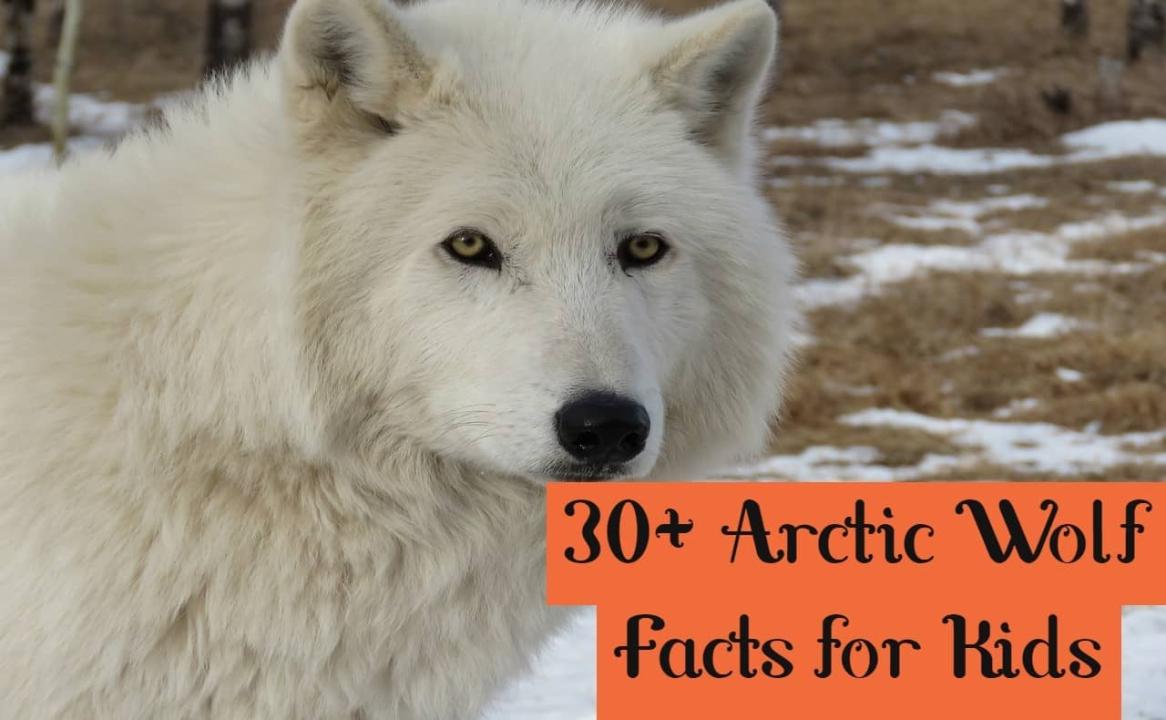 فيلم Arctic Wolf Pack 2018 مترجم كامل HD اونلاين
