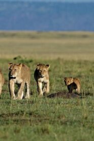فيلم African Cats 2011 مترجم كامل HD اونلاين