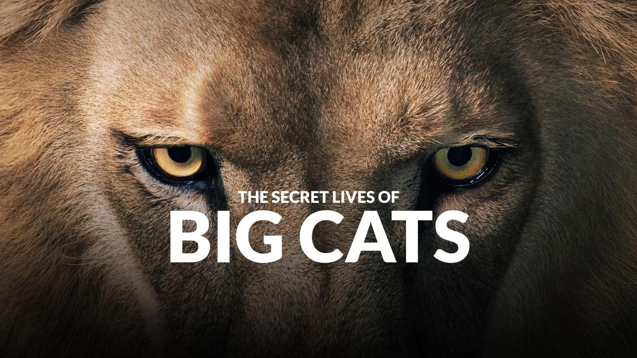 مسلسل Big Cats الموسم الاول الحلقة 2 الثانية مترجمة اونلاين