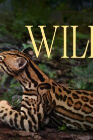 فيلم Wildcat 2022 مترجم كامل HD اونلاين
