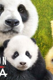 فيلم Born In China 2016 مترجم كامل HD اونلاين