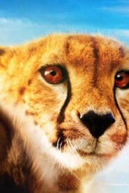 فيلم One Life 2011 مترجم كامل HD اونلاين