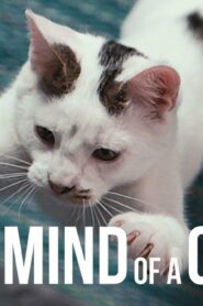 فيلم Inside The Mind Of a Cat 2022 مترجم كامل HD اونلاين