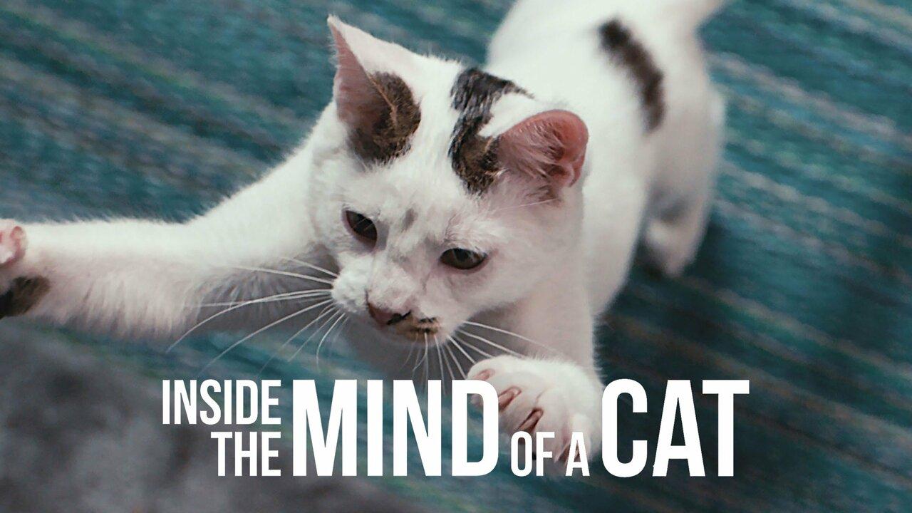فيلم Inside The Mind Of a Cat 2022 مترجم كامل HD اونلاين