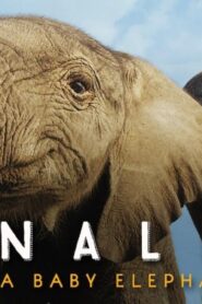 فيلم Naledi: A Baby Elephant’s Tale 2016 مترجم كامل HD اونلاين