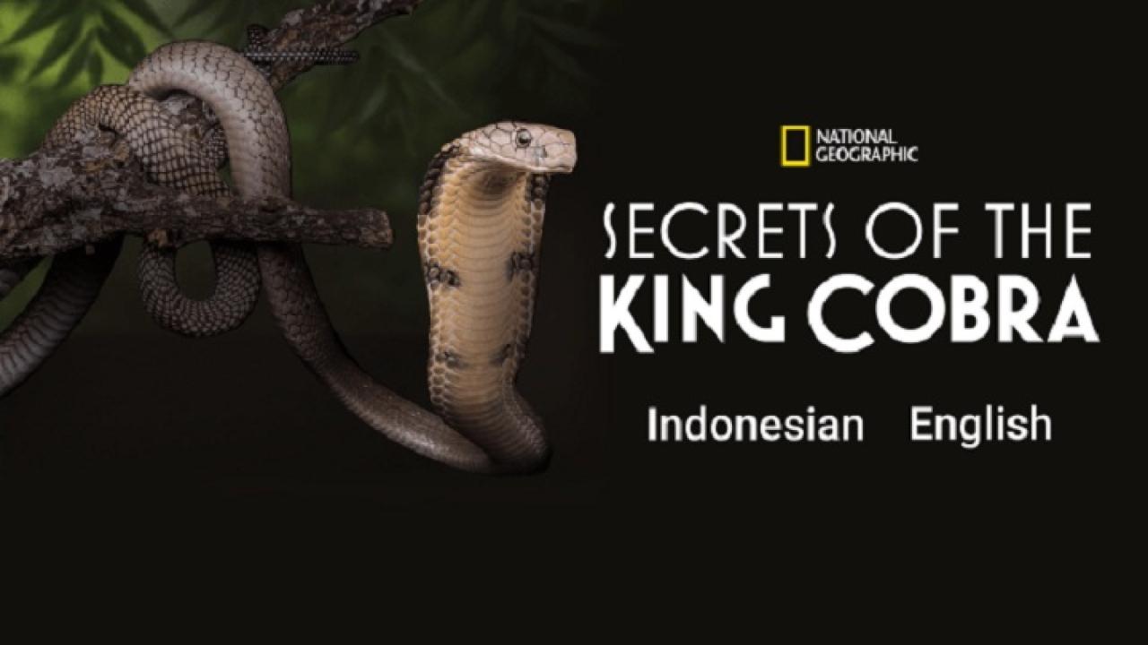 فيلم Secrets of the King Cobra 2010 مترجم كامل HD اونلاين