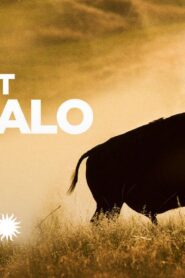 فيلم The Last Buffalo 2017 مترجم كامل HD اونلاين