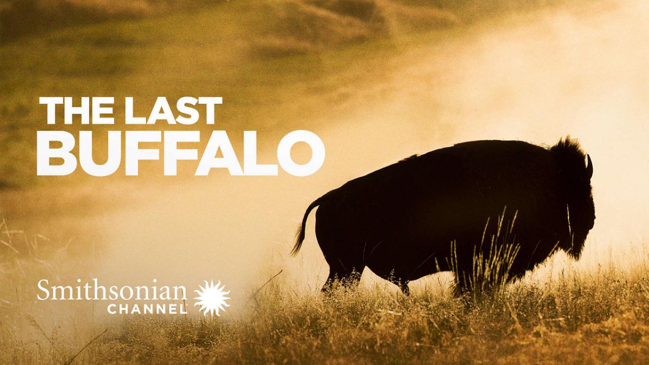 فيلم The Last Buffalo 2017 مترجم كامل HD اونلاين