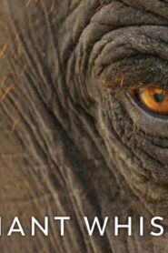 فيلم The Elephant Whisperers 2022 مترجم كامل HD اونلاين